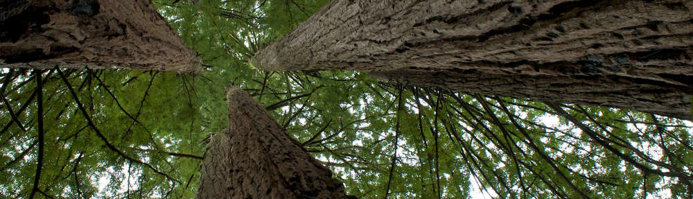 “Enjoy Yourself” – A Gift of Gratitude - Fireworks at Amusement Park - Giant Redwoods