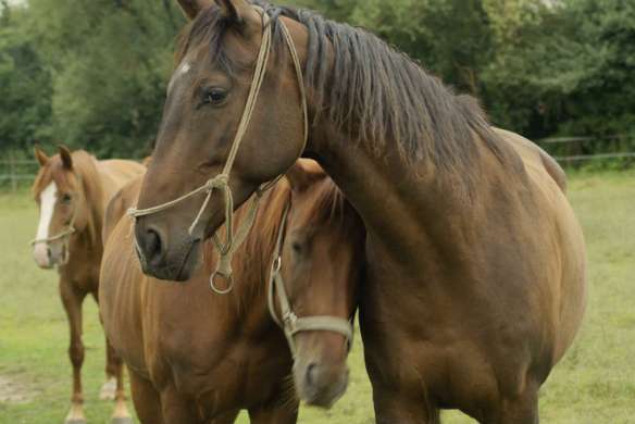 Love and Forgiveness - Are They Interdependent?  Horses