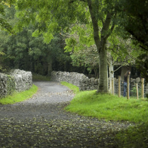 Facing Fear and Finding Peace - Path in woods