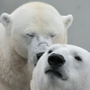 Love and Forgiveness - Are They Interdependent? Seeking Approval - Polar Bears